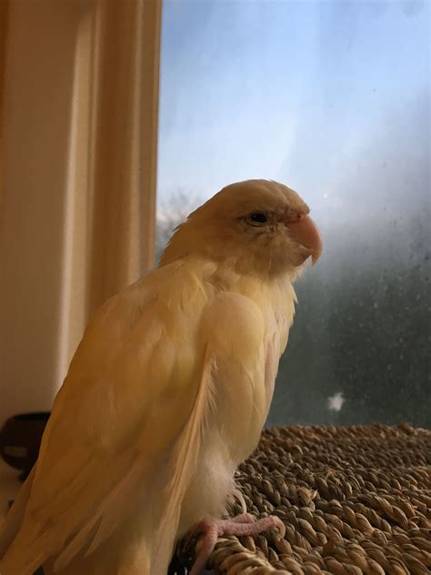 Maggie | Pet bird, Pet birds, Parakeet