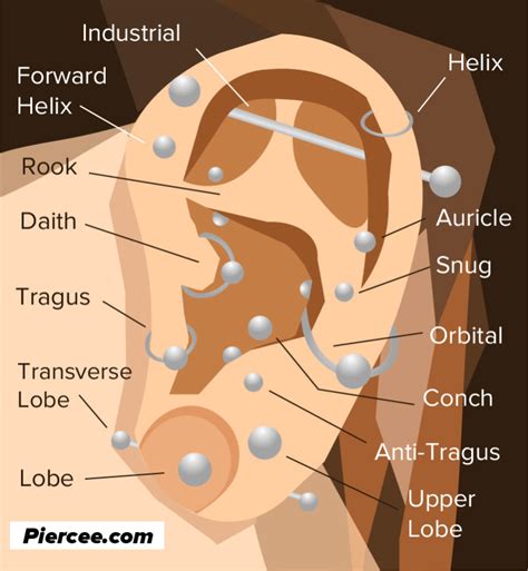 Types Of Ear Piercings Diagram