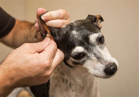 8 Best Dog Ear Hair Removal Powder - Healthy Homemade Dog Treats