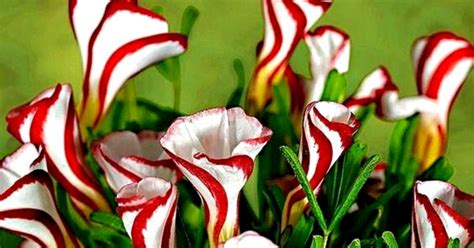 Bring Some Sweet Whimsy To Your Garden With 'Candy Cane Oxalis' Flowers