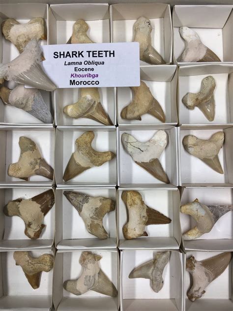 Shark Teeth Lamna Obliquis Large Wholesale | Crystal Universe