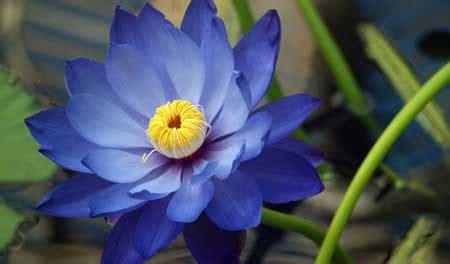 Flor Azul: Nomes, Significados, Tipos e Fotos de Flores Azuis