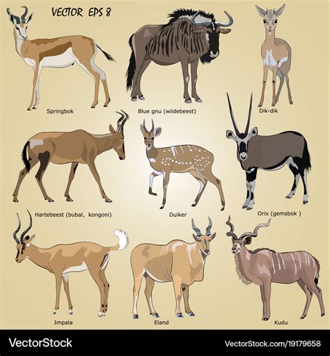 A set of realistic african antelope Royalty Free Vector