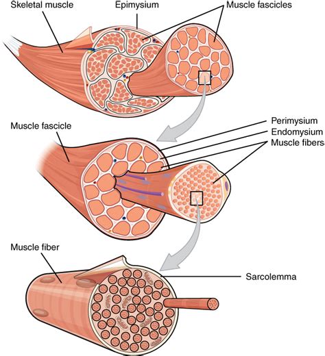 Skeletal Muscle Tissue Labeled Cell Membrane - Jasna-Strona