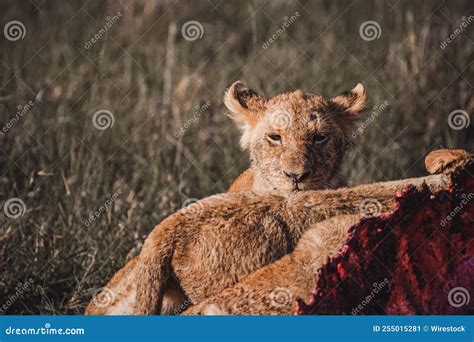 Female Lion Eating the Prey after Hunting Stock Image - Image of wild ...