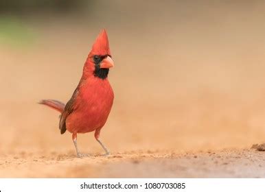 Male Northern Cardinal Southern Texas Usa Stock Photo 1080703085 | Shutterstock