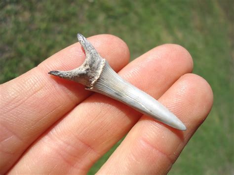 Rare Cretaceous Goblin Shark Tooth | Recently Sold | FOSSILS | Prehistoric Florida