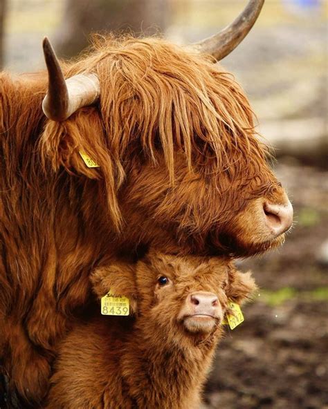 Highlander cow and calf | Baby highland cow, Cute baby cow, Cow calf