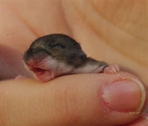 Google Image Result for http://www.deviantart.com/download/158383344/Baby_Mouse_by_barcon53.jpg ...