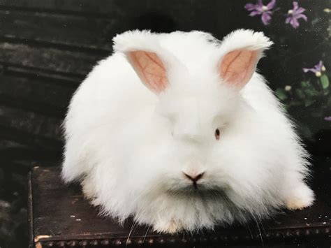 Buying your first Angora - UK National Angora Rabbit Club