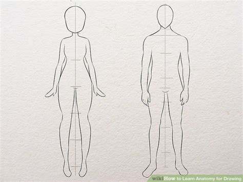 3 Easy Ways to Learn Anatomy for Drawing - wikiHow