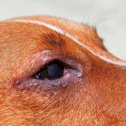 Retrato De Un Perro Con Problemas Oculares Conjuntivitis Perro Con Los Ojos Mal Hinchados Debido ...