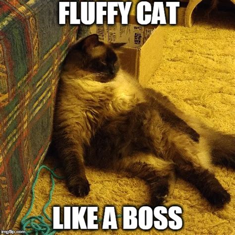 Fluffy Cat - Like a Boss - Imgflip