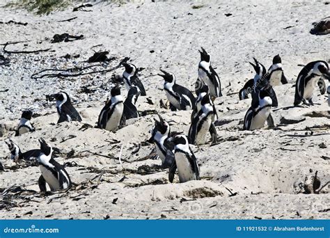 Breeding African Penguins at Boulders Beach, Cape Stock Photo - Image of summer, seabird: 11921532