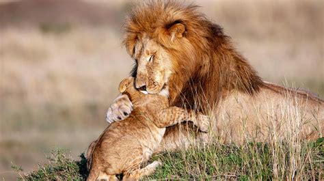 La tierna imagen de un león y su cachorro que recuerda a «El Rey León»