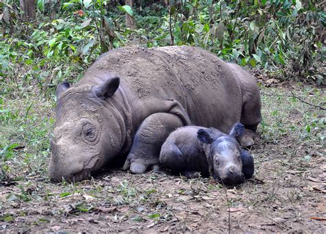 The struggle to breed Sumatran rhinos in captivity (Articles from Mongabay) — Borneo Rhino Alliance