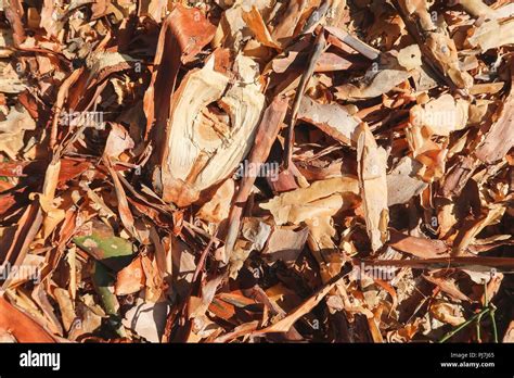 Wood Chip Texture Stock Photo - Alamy