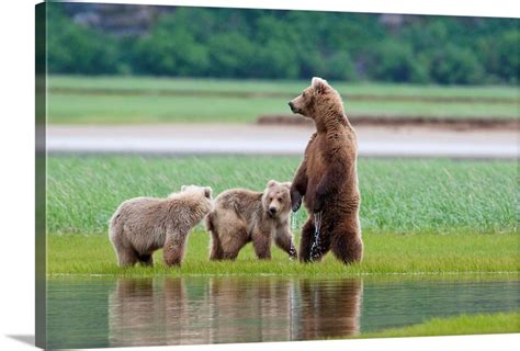 Coastal Brown Bear sow with her two cubs at Hallo Bay, Katmai National Park, Alaska Wall Art ...