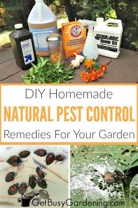 Natural Garden Pest Control Remedies And Recipes | Natural garden pest ...