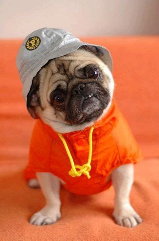 Pugs In Costume, Dog Costumes, Baby Animals, Funny Animals, Cute ...