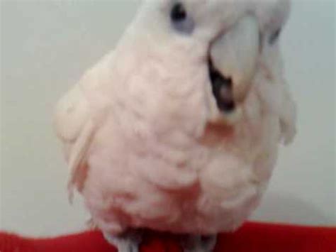 My Crying Parrot - YouTube