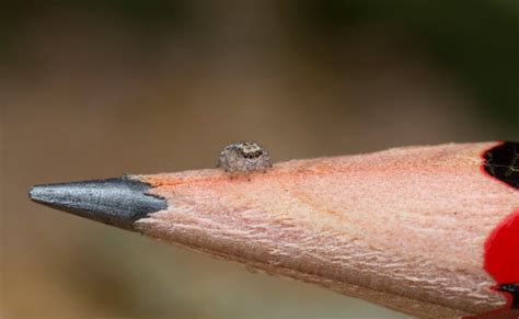 7 new peacock spiders are tiny, shiny and spectacularly colourful | CBC ...