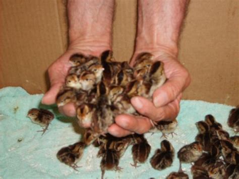 How to Raise Bobwhite Quail-A Beginner's Guide to Breeding & Hatching Bobwhite Quail - p ...