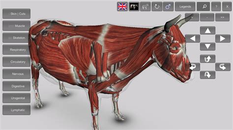 3D Bovine Anatomy - Android Apps on Google Play