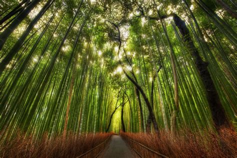 Enjoy The Beauty of Sagano Bamboo Forest - YourAmazingPlaces.com