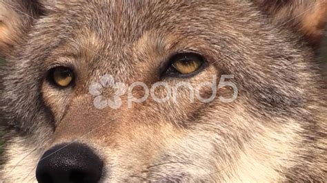 Wolf Face Close Up