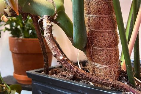 Monstera Aerial Roots: Your Options - Indoor Plants For Beginners