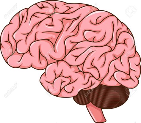 Cerebro Dos Desenhos Animados Clipart Do Cerebro Encantador Cerebro Images