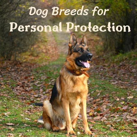 5 Best Personal Protection Dog Breeds - PetHelpful