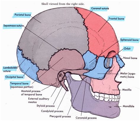 Most Popular in Skull Anatomy