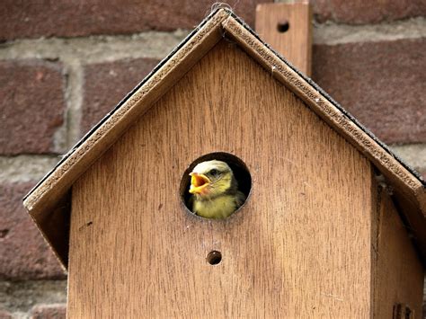 Free Images : wing, wood, birdhouse, shape, old world flycatcher, pimpelmeesje, perching bird ...