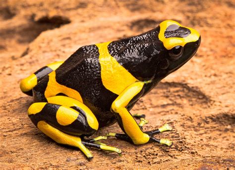 Interesting Facts About The Golden Poison Dart Frog - BEST GAMES WALKTHROUGH