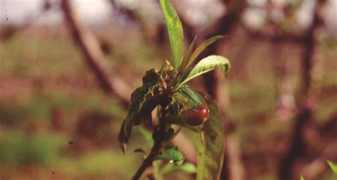 La Cloca: Enfermedad que afecta a nectarines y durazneros – Agrozon