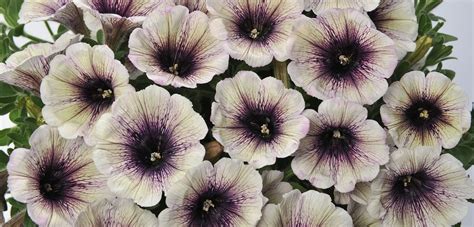 11 Top Varieties of Petunias