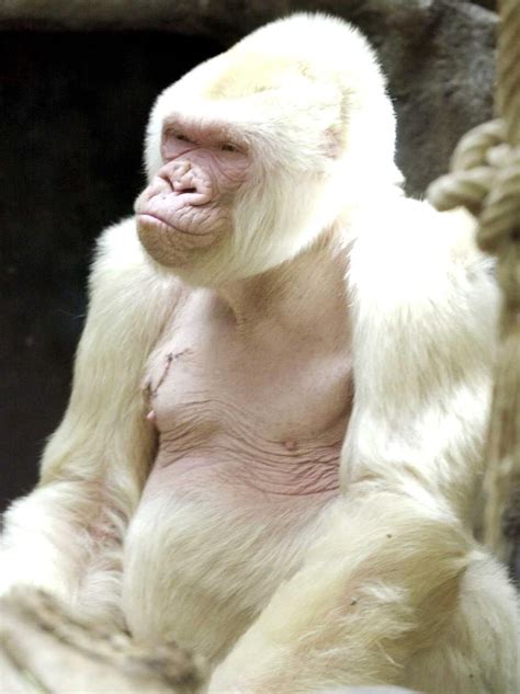 18 amazing albino animals | Albino animals, Animals, Animals beautiful