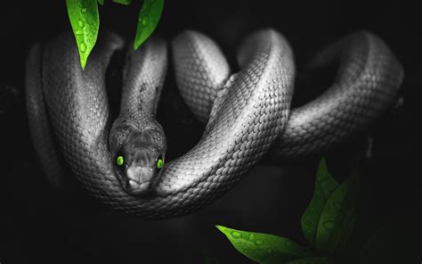 4K Snake Wallpapers - Top Free 4K Snake Backgrounds - WallpaperAccess