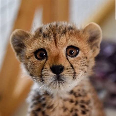 Cute Cheetah Cub : r/IllegallySmolCats