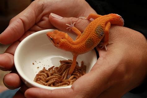 This Is What You Should Be Feeding Your Gecko | PawTracks