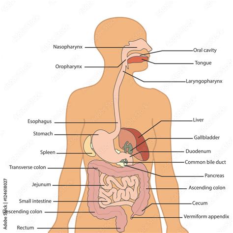 Digestive System Labeled Model