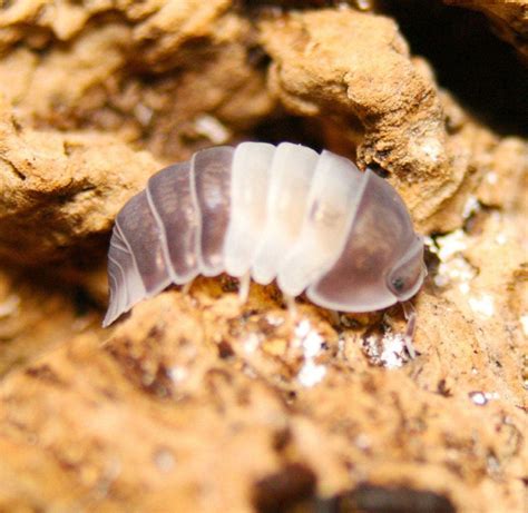 Panda King Isopods (Cubaris sp.) – Holy-Poly Isopods