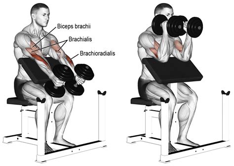 How To Do Seated Dumbbell Hammer Biceps Curls: Image Exercise Guide & Tips - GymGuider.com