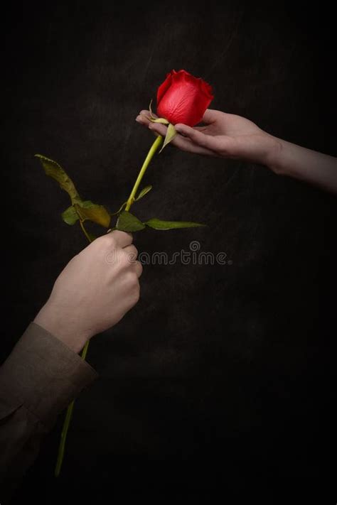 Man's Hand Giving Rose Stock Images - Download 1,028 Royalty Free Photos