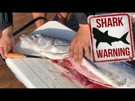 EATING SHARK BAIT for DINNER! *Catch, Clean, & Cook Barracuda* - YouTube