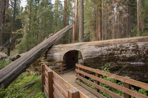 Tunnel Log Sequoia National Park — Stock Photo © hovikphotography.gmail.com #187627818