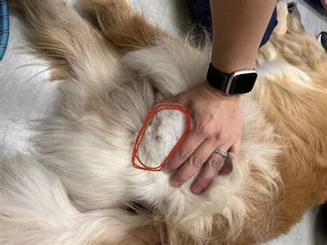 Inguinal Lymph Nodes In Dogs: Causes, Symptoms, and Treatment