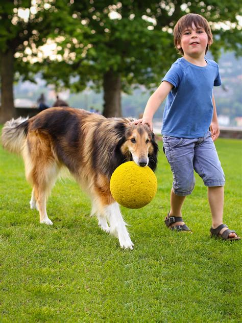 Collie - Training Course on Collie